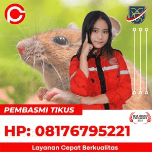 Jasa Pembasmi Tikus Pekanbaru