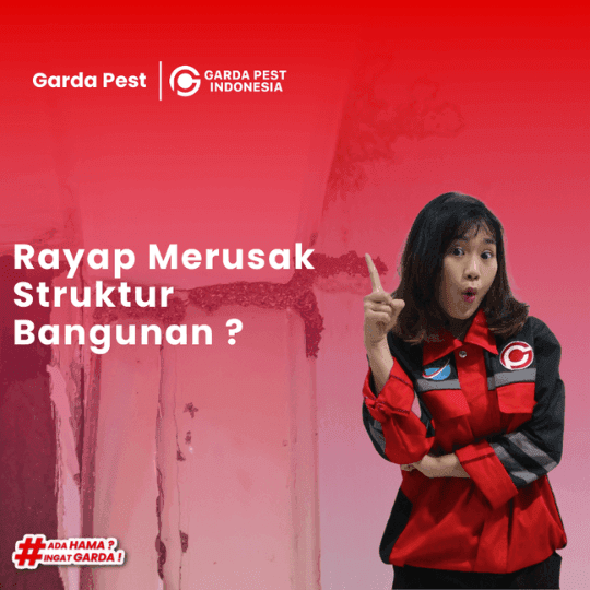 Jasa Anti Rayap Murah di Cirebon Hanya di Garda Pest