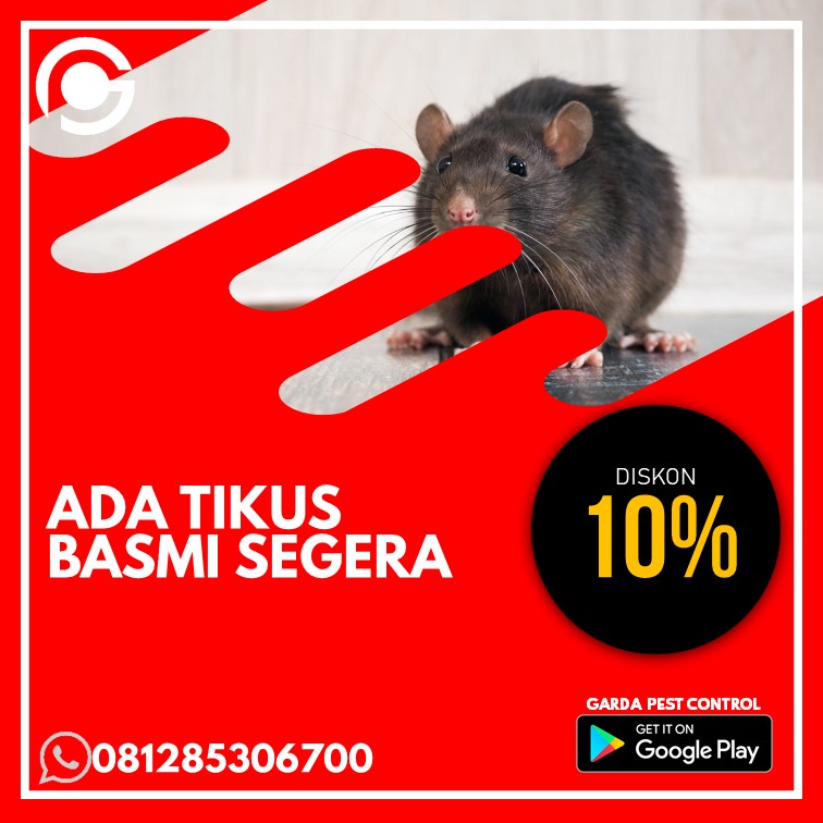 Jasa Basmi Tikus di Rumah Cirebon