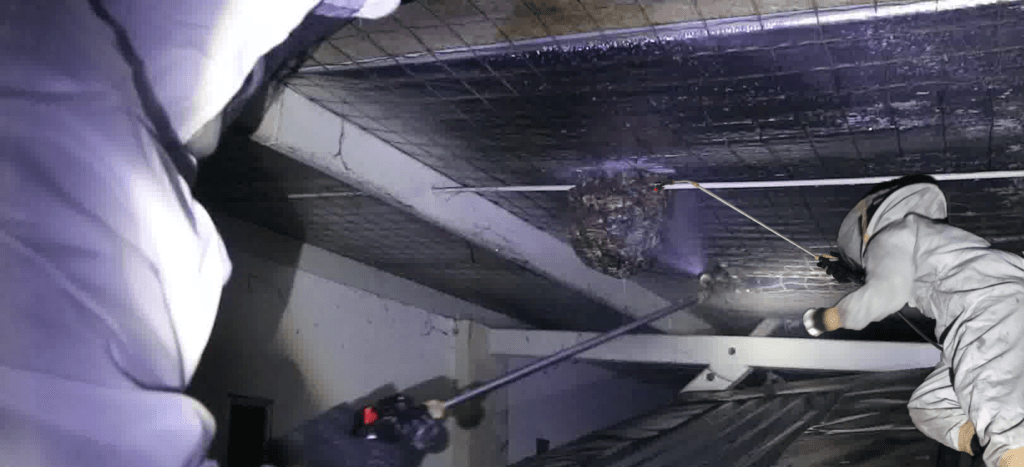 Jasa Pembasmi Tawon dan Lebah di Cirebon